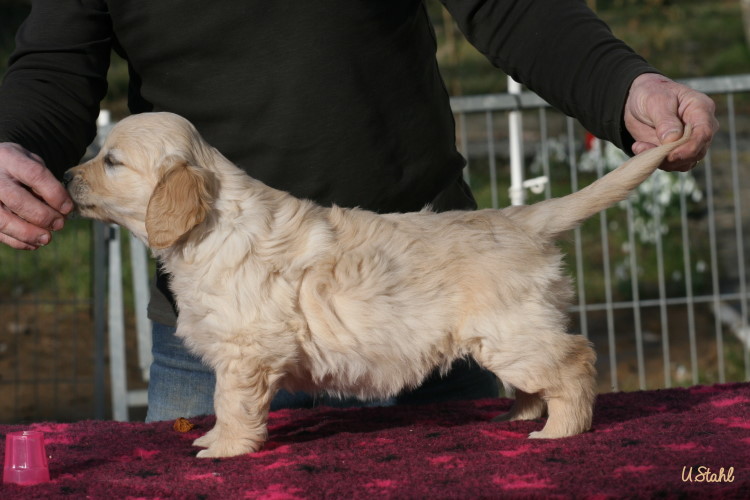 Welpen von Tristan und Holly