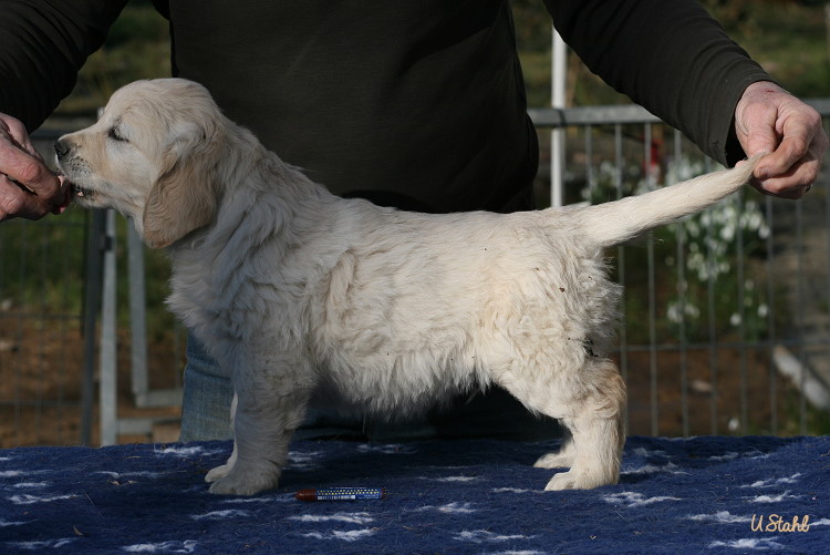 Welpen von Tristan und Holly