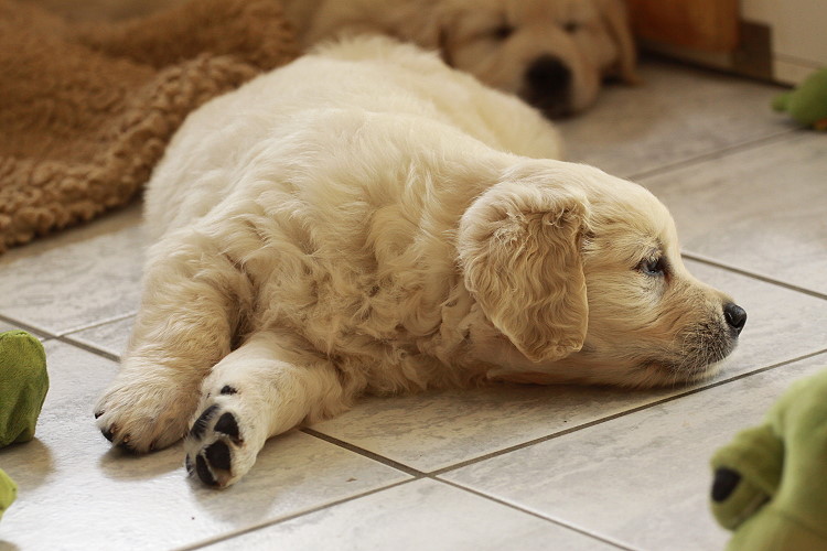 Welpen von Tristan und Tiffyf