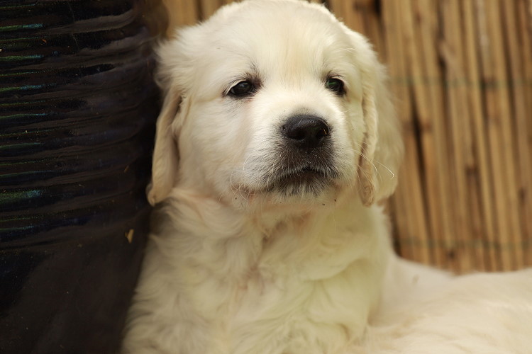 Welpen von Tristan und Tiffyf