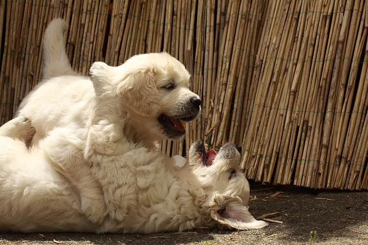 Welpen von Tristan und Tiffy