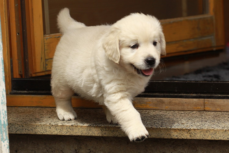 Welpen von Tristan und Tiffy