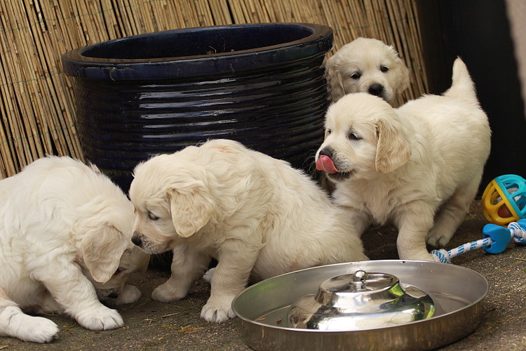 Welpen von Tristan und Tiffyf