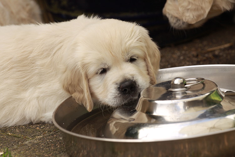 Welpen von Tristan und Tiffyf