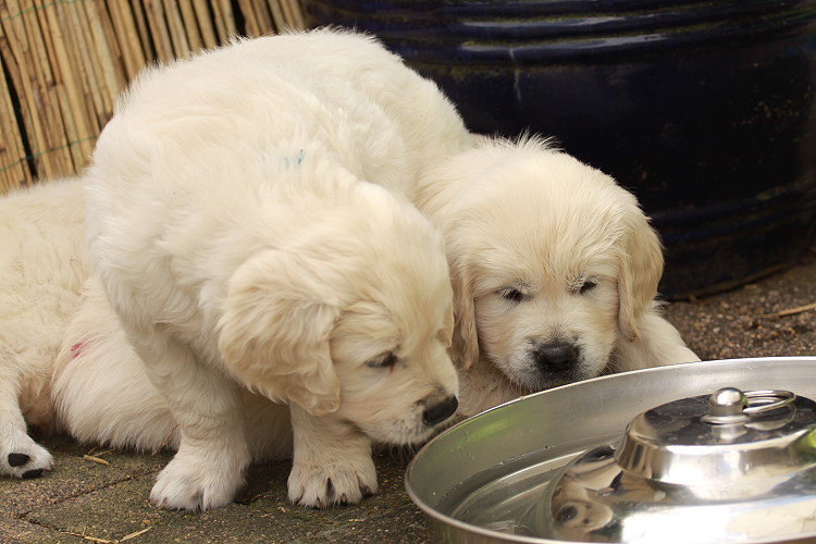 Welpen von Tristan und Tiffy