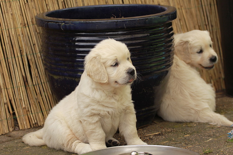 Welpen von Tristan und Tiffyf